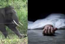 हाथी के हमले में 60 वर्षीय महिला की दर्दनाक मौत