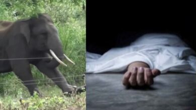 हाथी के हमले में 60 वर्षीय महिला की दर्दनाक मौत