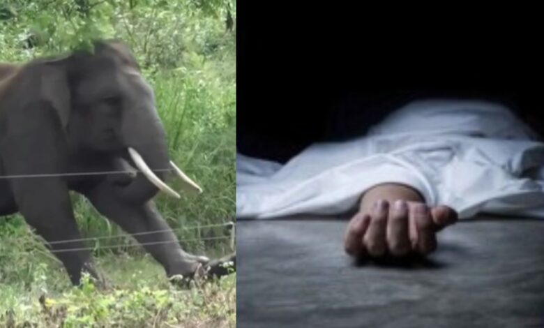 हाथी के हमले में 60 वर्षीय महिला की दर्दनाक मौत