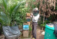 मधुमक्खी पालन बनीं रोज़गार की कुंजी, शहद ने घोले उदय राम के जीवन में मिठास