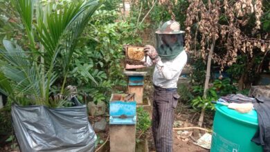 मधुमक्खी पालन बनीं रोज़गार की कुंजी, शहद ने घोले उदय राम के जीवन में मिठास