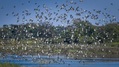 छत्तीसगढ़ का पहला रामसर साइट बना कोपरा जलाशय