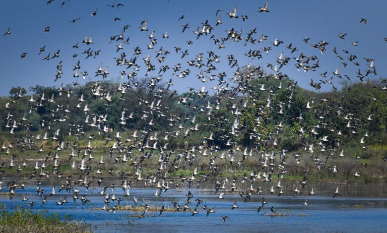 छत्तीसगढ़ का पहला रामसर साइट बना कोपरा जलाशय छत्तीसगढ़ का पहला रामसर साइट बना कोपरा जलाशय