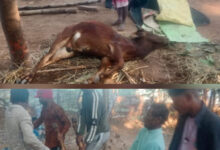 पागल कुत्ते के काटने से किसान के बैल की हुई मौत, गांव में भय व्याप्त