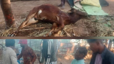 पागल कुत्ते के काटने से किसान के बैल की हुई मौत, गांव में भय व्याप्त पागल कुत्ते के काटने से किसान के बैल की हुई मौत, गांव में भय व्याप्त