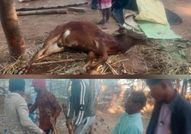 पागल कुत्ते के काटने से किसान के बैल की हुई मौत, गांव में भय व्याप्त पागल कुत्ते के काटने से किसान के बैल की हुई मौत, गांव में भय व्याप्त