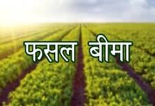 उद्यानिकी फसलों के बीमा हेतु आवेदन 31 दिसम्बर तक