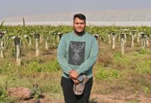 परंपरागत खेती छोड़कर ड्रेगन फ्रूट की राह किसान