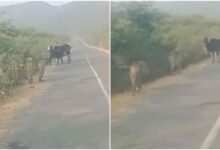 ग्वालियर जिले में कूनो के दो चीते शिकार कर रहे