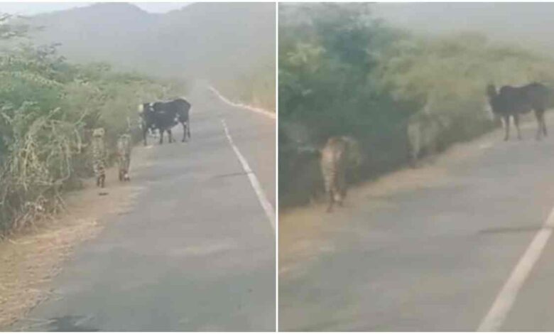 ग्वालियर जिले में कूनो के दो चीते शिकार कर रहे ग्वालियर जिले में कूनो के दो चीते शिकार कर रहे