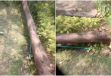 विधानसभा परिसर से चंदन के पेड़ की चोरी करने वाले तीन आरोपियों को पुलिस ने गिरफ्तार कर लिया