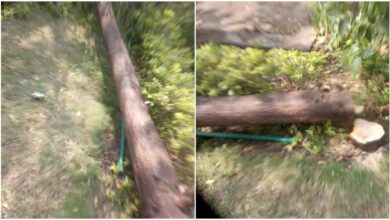 विधानसभा परिसर से चंदन के पेड़ की चोरी करने वाले तीन आरोपियों को पुलिस ने गिरफ्तार कर लिया