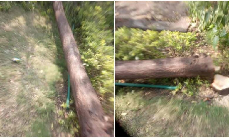 विधानसभा परिसर से चंदन के पेड़ की चोरी करने वाले तीन आरोपियों को पुलिस ने गिरफ्तार कर लिया विधानसभा परिसर से चंदन के पेड़ की चोरी करने वाले तीन आरोपियों को पुलिस ने गिरफ्तार कर लिया