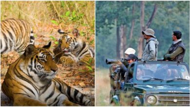 वन्यजीव संरक्षण के लिए टाइगर रिजर्व में कोर एरिया में सख्त नियम लागू