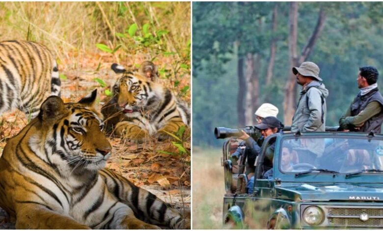 वन्यजीव संरक्षण के लिए टाइगर रिजर्व में कोर एरिया में सख्त नियम लागू वन्यजीव संरक्षण के लिए टाइगर रिजर्व में कोर एरिया में सख्त नियम लागू