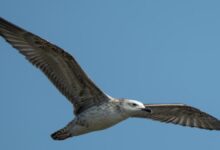 खैरागढ़ के रूसे जलाशय में दुर्लभ स्टेपे गल की उपस्थिति