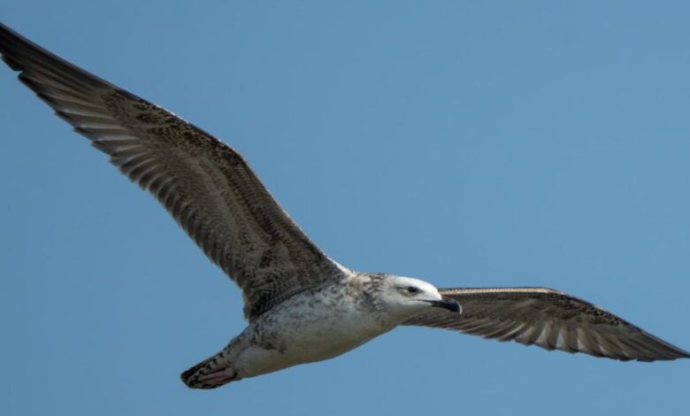 खैरागढ़ के रूसे जलाशय में दुर्लभ स्टेपे गल की उपस्थिति खैरागढ़ के रूसे जलाशय में दुर्लभ स्टेपे गल की उपस्थिति