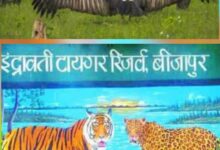 इंद्रावती टाइगर रिजर्व तीन और गिद्धों को जीपीएस लगाकर छोडऩे की कर रही तैयारी