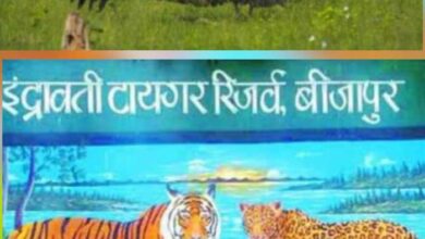 इंद्रावती टाइगर रिजर्व तीन और गिद्धों को जीपीएस लगाकर छोडऩे की कर रही तैयारी