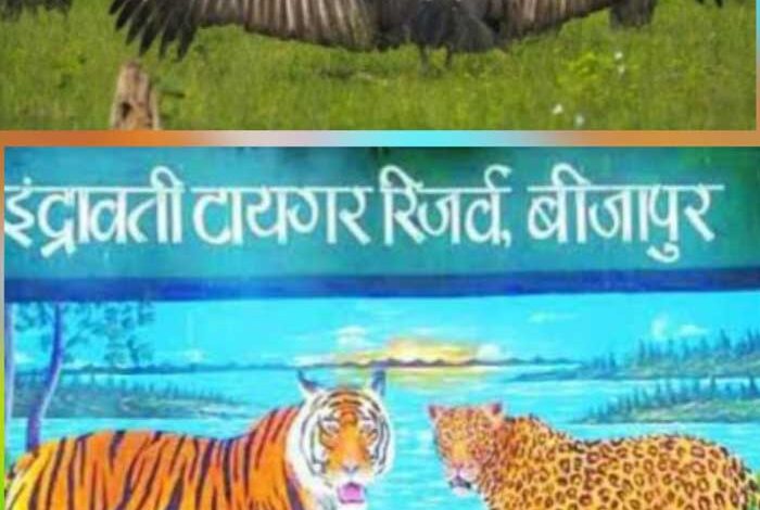 इंद्रावती टाइगर रिजर्व तीन और गिद्धों को जीपीएस लगाकर छोडऩे की कर रही तैयारी