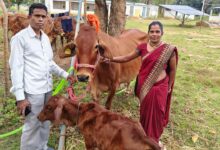 कोण्डागांव और कांकेर में पायलट परियोजना संचालित, 24 महिलाओं को 36 दुधारू पशु वितरित