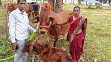 कोण्डागांव और कांकेर में पायलट परियोजना संचालित, 24 महिलाओं को 36 दुधारू पशु वितरित