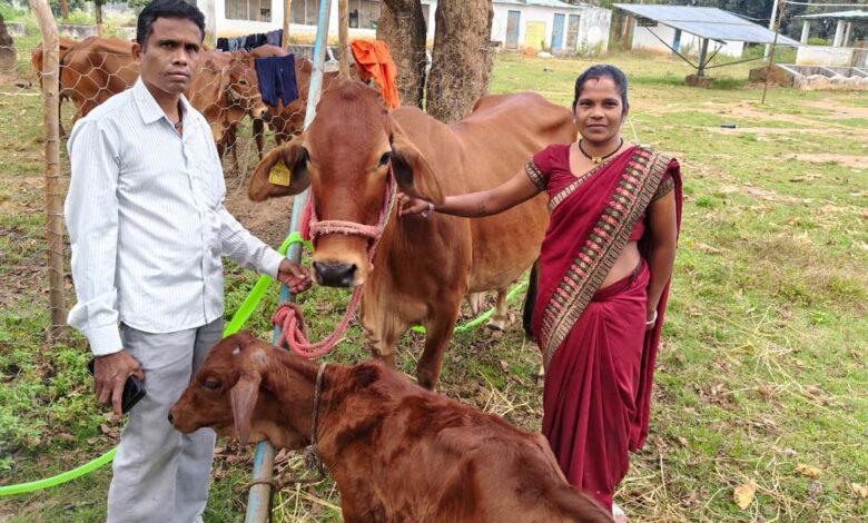 कोण्डागांव और कांकेर में पायलट परियोजना संचालित, 24 महिलाओं को 36 दुधारू पशु वितरित