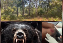 बीजापुर के जंगल में शिक्षादूत पर भालू ने किया हमला, उपचार जारी