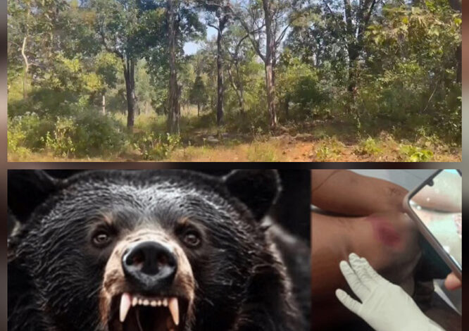 बीजापुर के जंगल में शिक्षादूत पर भालू ने किया हमला, उपचार जारी