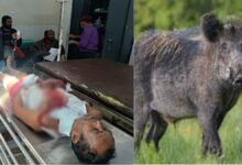 जंगली सुअर का हमला चौकीदार गंभीर रूप से घायल