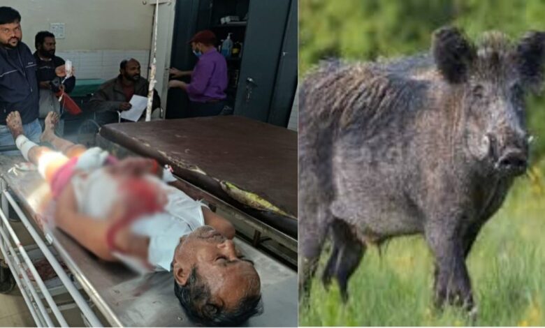 जंगली सुअर का हमला चौकीदार गंभीर रूप से घायल जंगली सुअर का हमला चौकीदार गंभीर रूप से घायल