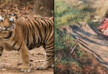 मानव-वन्यजीव संघर्ष छिंदवाड़ा में बाघ ने किसान को मार डाला