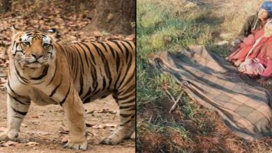 मानव-वन्यजीव संघर्ष छिंदवाड़ा में बाघ ने किसान को मार डाला