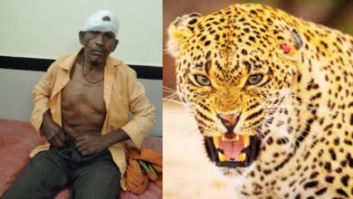 डोंगरगढ़ में तेंदुए का हमला ग्रामीण गंभीर रूप से घायल, सुरक्षा व्यवस्था पर उठे सवाल