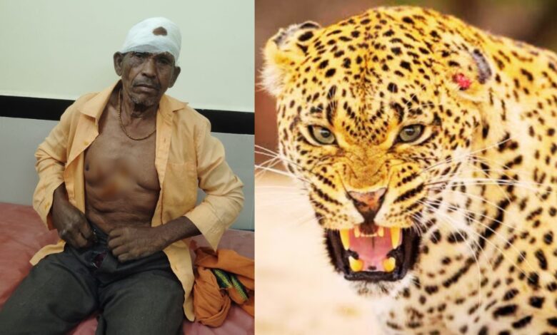 डोंगरगढ़ में तेंदुए का हमला ग्रामीण गंभीर रूप से घायल, सुरक्षा व्यवस्था पर उठे सवाल
