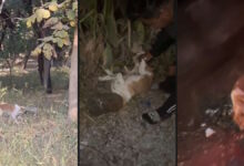 सिर पर डिब्बा फंसा कुत्ता भटकता रहा, देर रात मिली जान की सुरक्षा