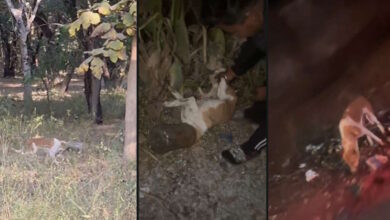 सिर पर डिब्बा फंसा कुत्ता भटकता रहा, देर रात मिली जान की सुरक्षा