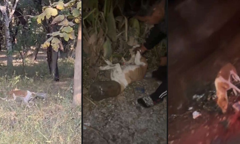 सिर पर डिब्बा फंसा कुत्ता भटकता रहा, देर रात मिली जान की सुरक्षा सिर पर डिब्बा फंसा कुत्ता भटकता रहा, देर रात मिली जान की सुरक्षा