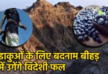 सुपरफूड ब्लूबेरी की खेती: बीहड़ क्षेत्रों में किसानों के लिए नई उम्मीद