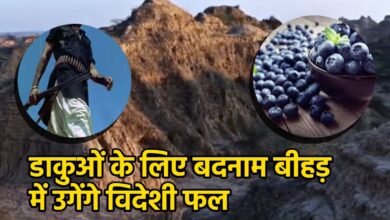 सुपरफूड ब्लूबेरी की खेती: बीहड़ क्षेत्रों में किसानों के लिए नई उम्मीद सुपरफूड ब्लूबेरी की खेती: बीहड़ क्षेत्रों में किसानों के लिए नई उम्मीद