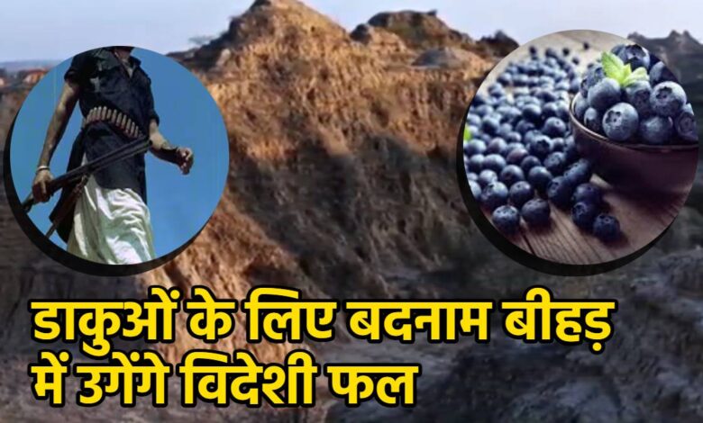 सुपरफूड ब्लूबेरी की खेती: बीहड़ क्षेत्रों में किसानों के लिए नई उम्मीद