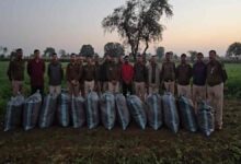 नीमच पुलिस ने खेत में छुपी 3 क्विंटल गांजा बरामद की