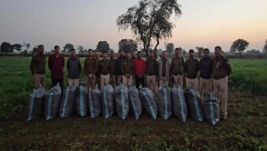 नीमच पुलिस ने खेत में छुपी 3 क्विंटल गांजा बरामद की नीमच पुलिस ने खेत में छुपी 3 क्विंटल गांजा बरामद की