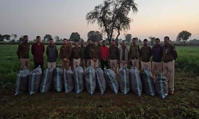 नीमच पुलिस ने खेत में छुपी 3 क्विंटल गांजा बरामद की