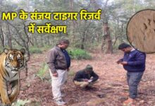 संजय टाइगर रिजर्व में बाघों की बढ़ती संख्या का सर्वे 250 कर्मचारी जुटे काम में