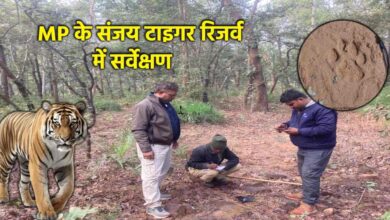 संजय टाइगर रिजर्व में बाघों की बढ़ती संख्या का सर्वे 250 कर्मचारी जुटे काम में