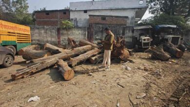धनपुरी नगरपालिका यार्ड से साल–सरई की अवैध लकड़ी जब्त