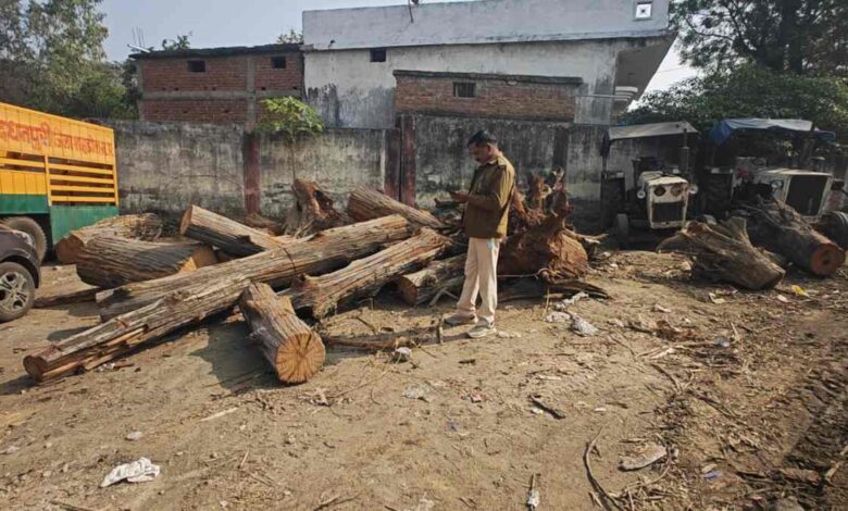 धनपुरी नगरपालिका यार्ड से साल–सरई की अवैध लकड़ी जब्त