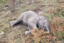 हाथियों के दल में शावक की तालाब में मृत्यु, वन विभाग ने अंतिम संस्कार किया