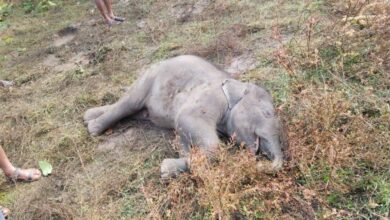 हाथियों के दल में शावक की तालाब में मृत्यु, वन विभाग ने अंतिम संस्कार किया